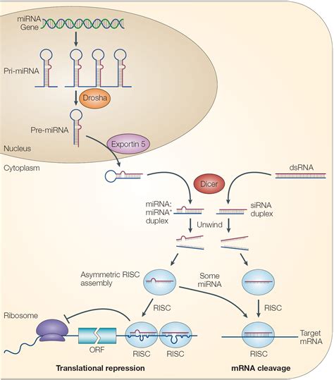 MicroRNA